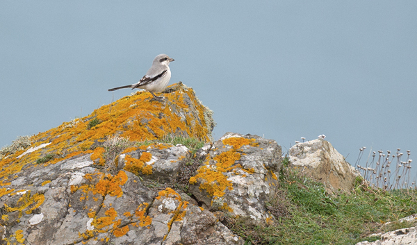 Steppe Grey Shrike