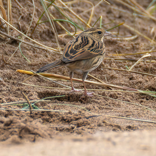 Black-faced Bunting