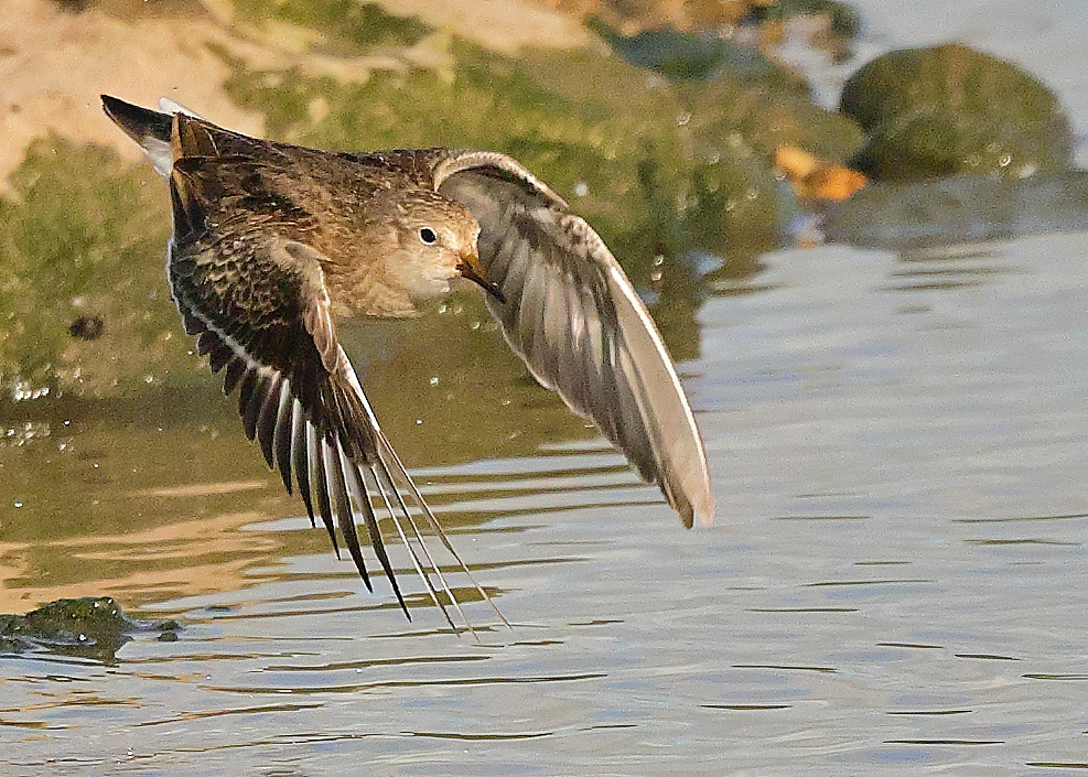 Temminck's Stint