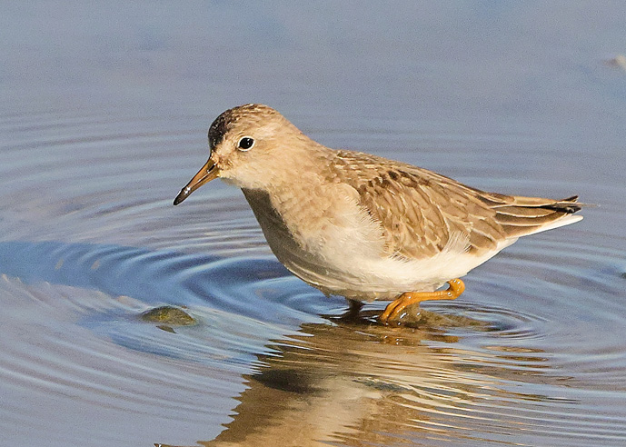 Temminck's Stint