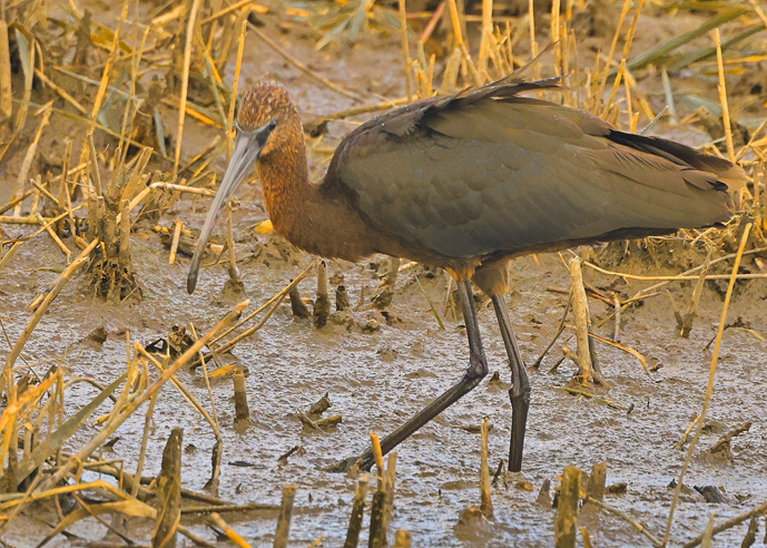 Glossy Ibis