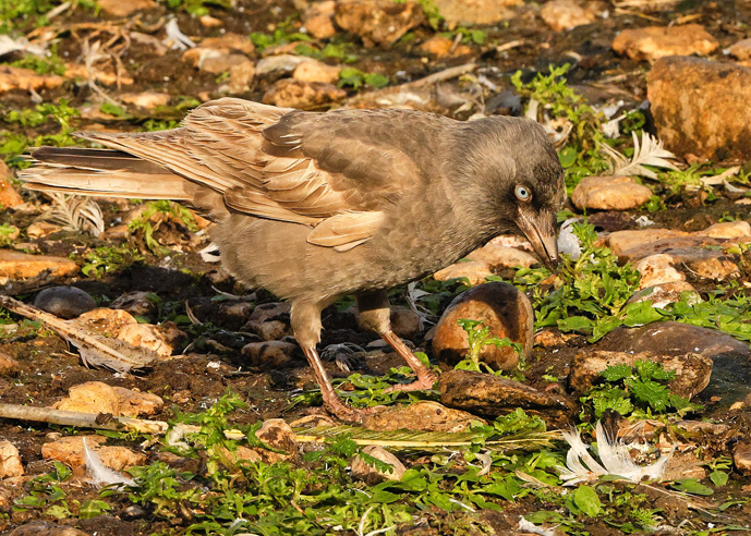 Jackdaw
