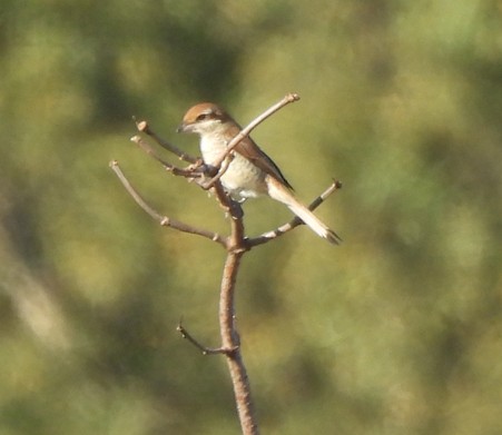 Brown Shrike