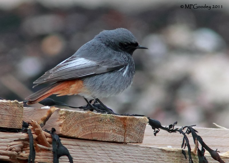 Black Redstart