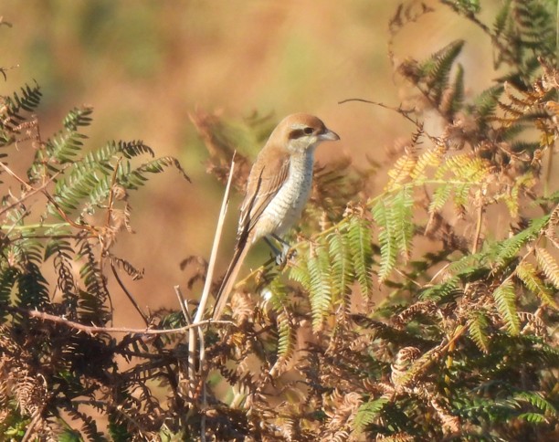 Brown Shrike