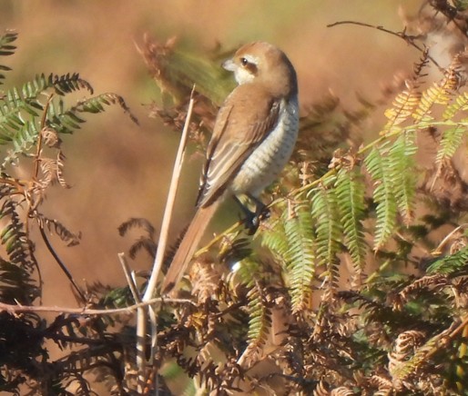 Brown Shrike