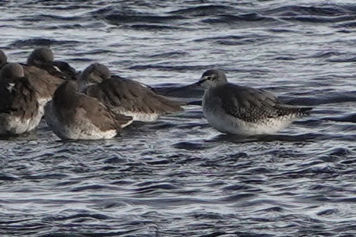Spotted Redshank