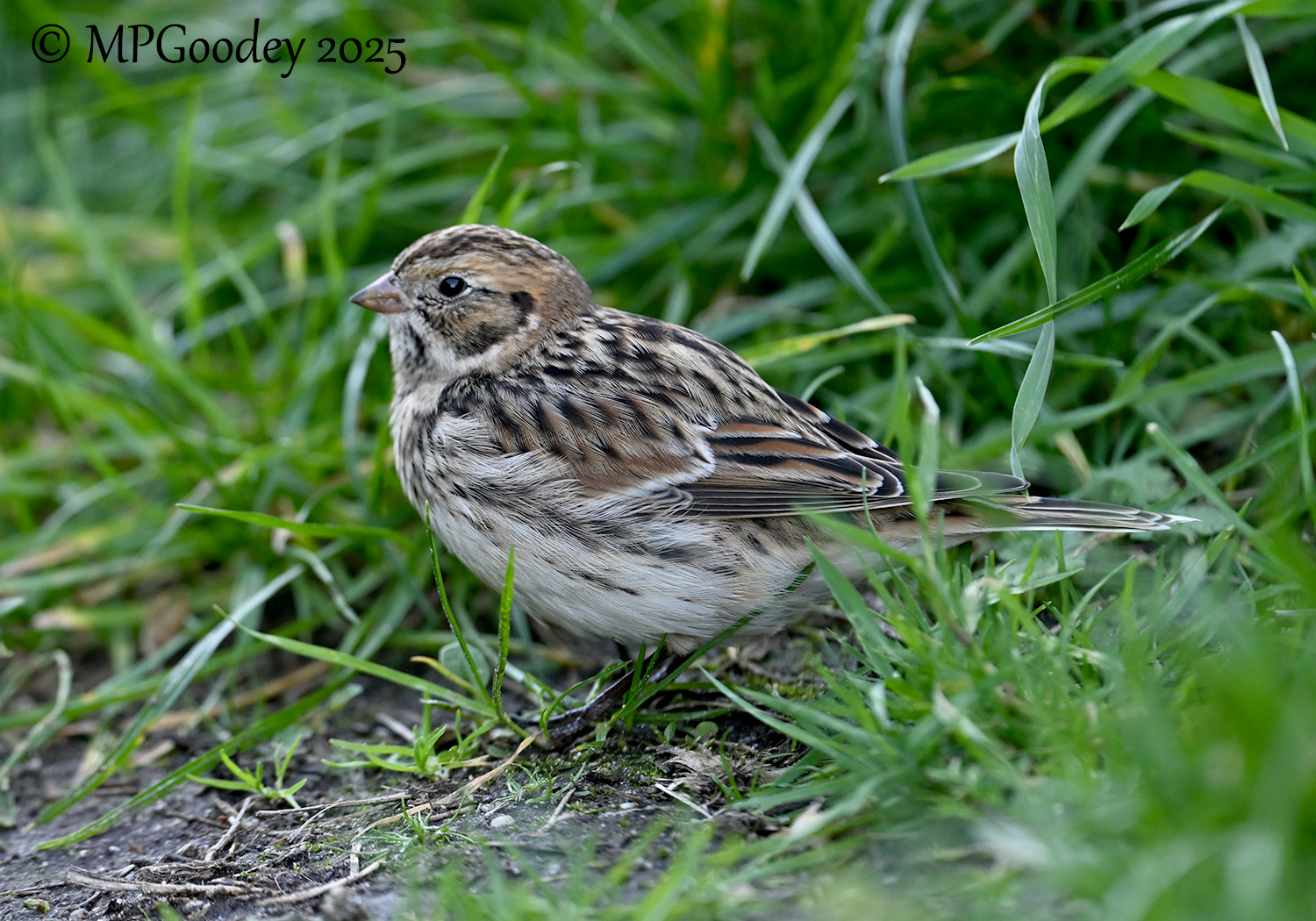 Lapland Bunting