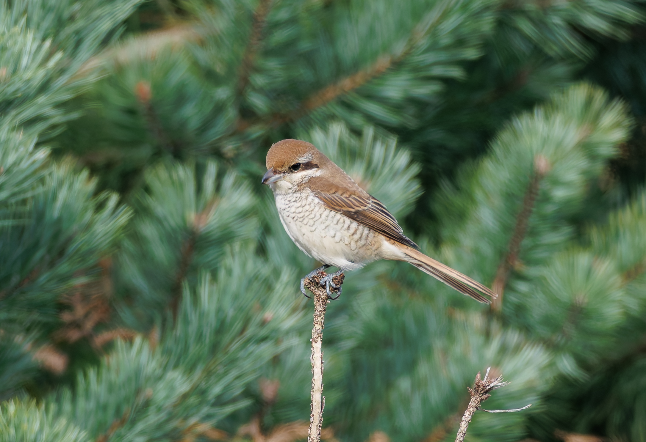 Brown Shrike