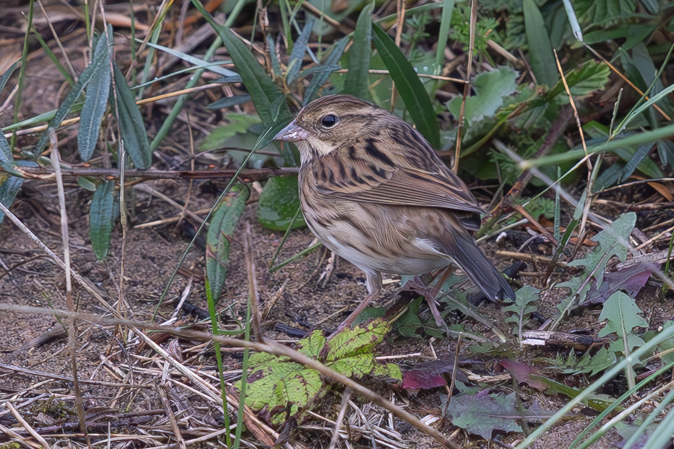 Black-faced Bunting