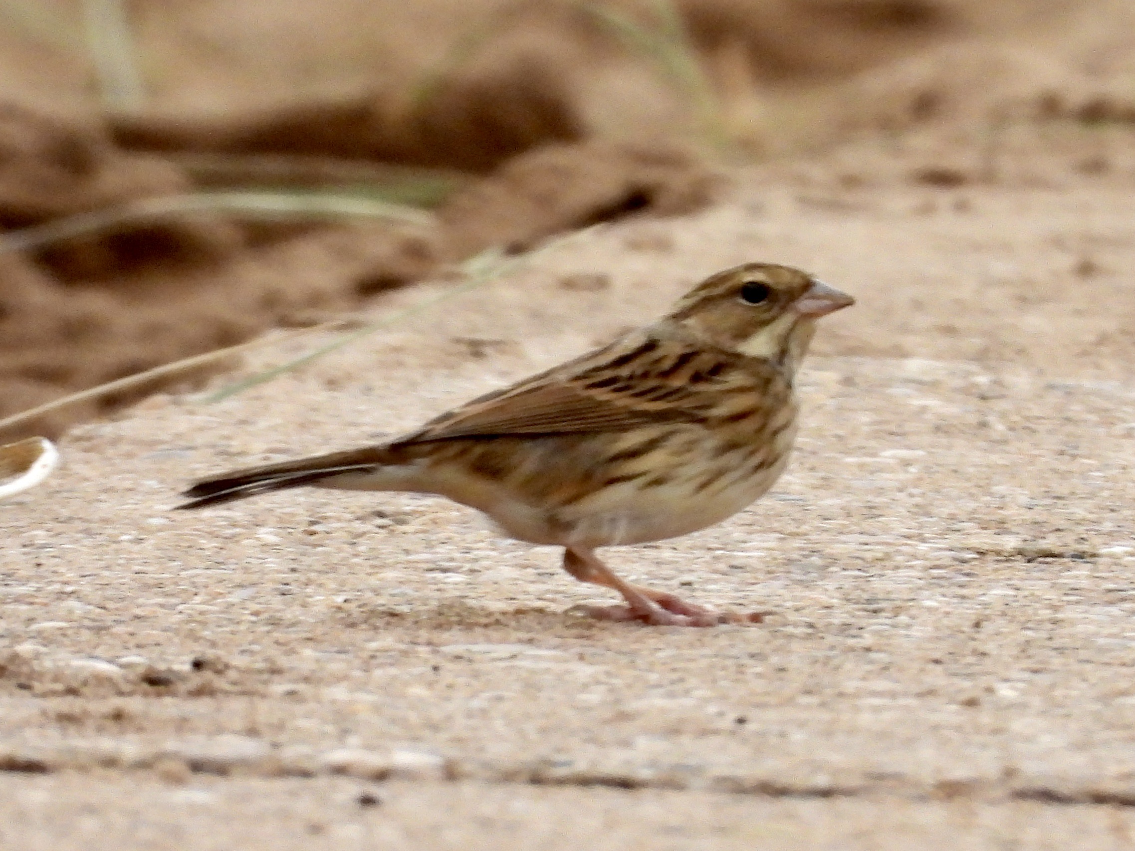 Black-faced Bunting