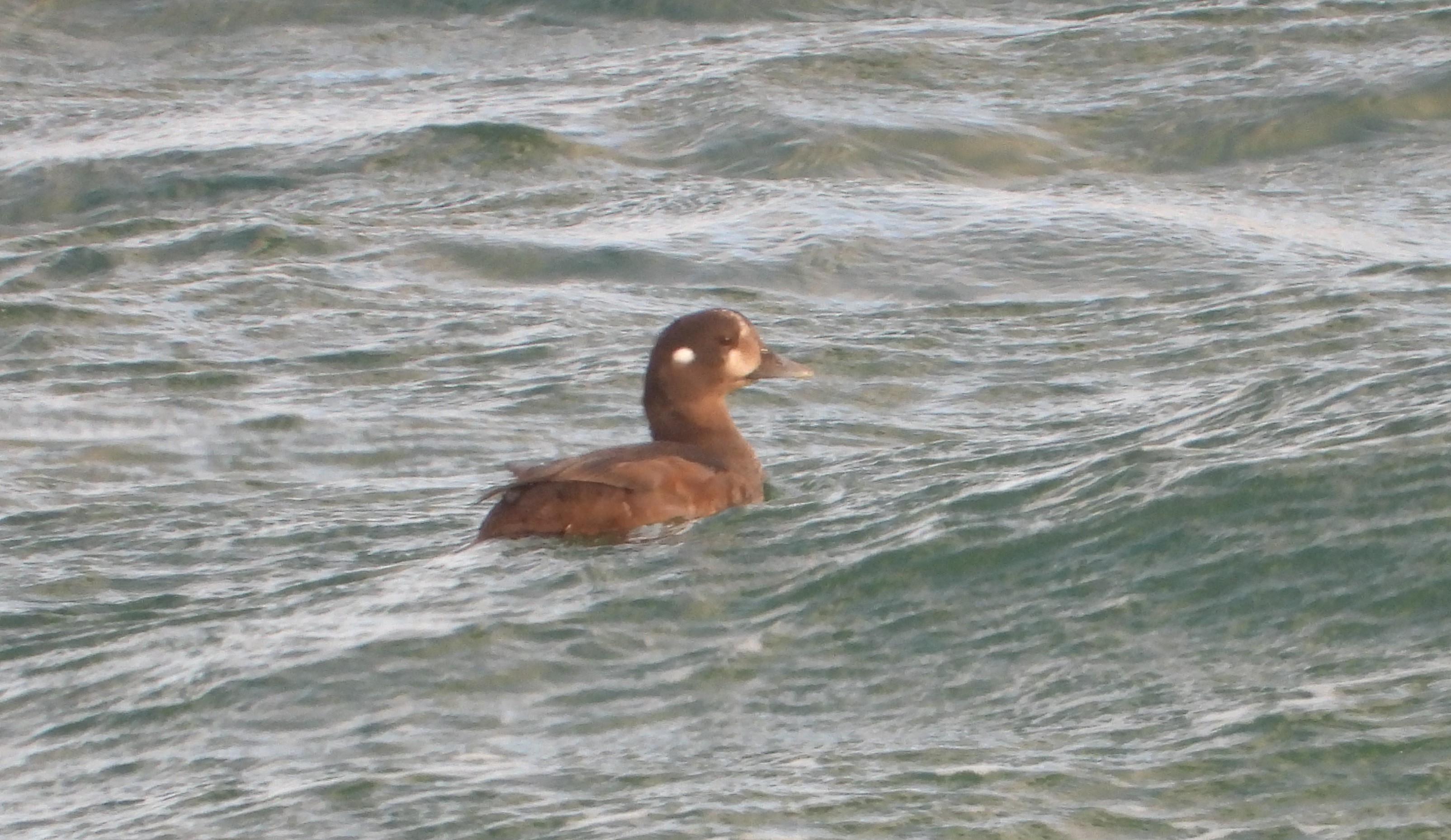 Harlequin Duck