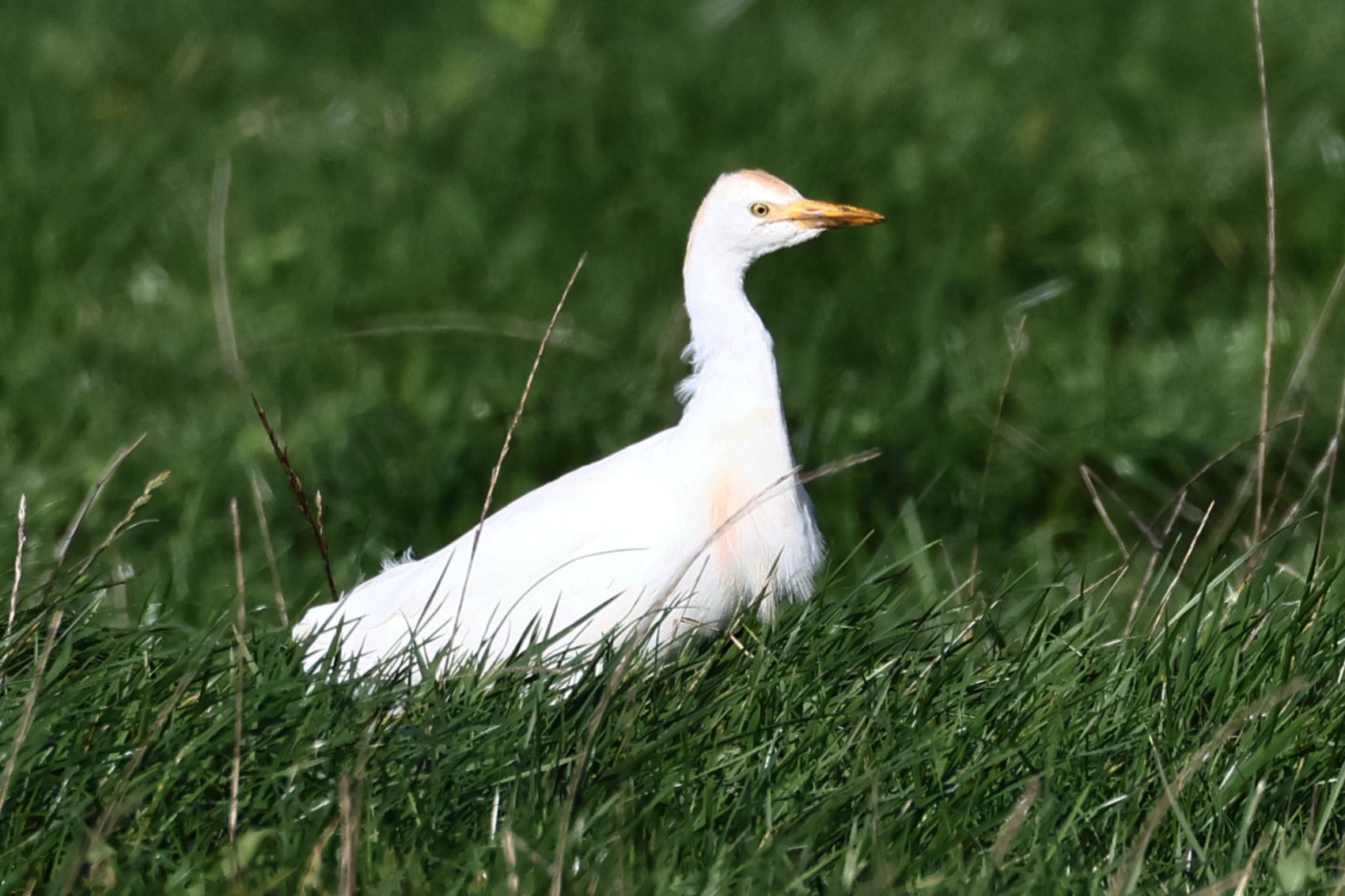 Cattle Egret