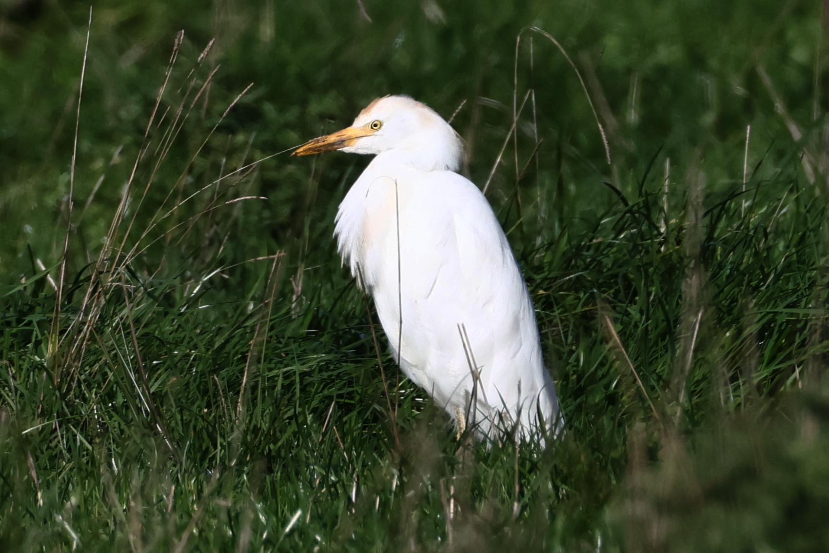 Cattle Egret