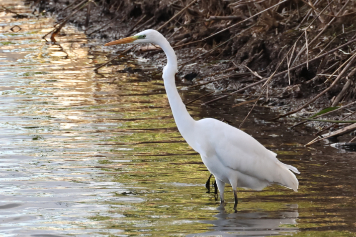 Great White Egret