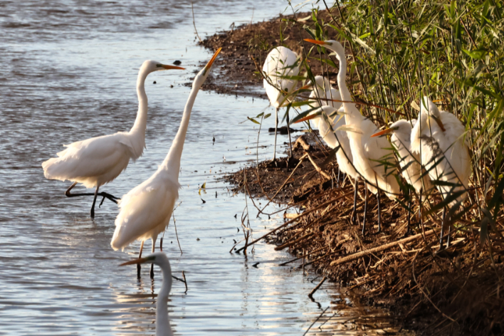 Great White Egret