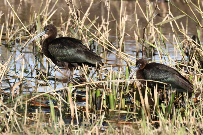 Glossy Ibis