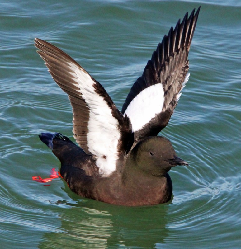 Black Guillemot