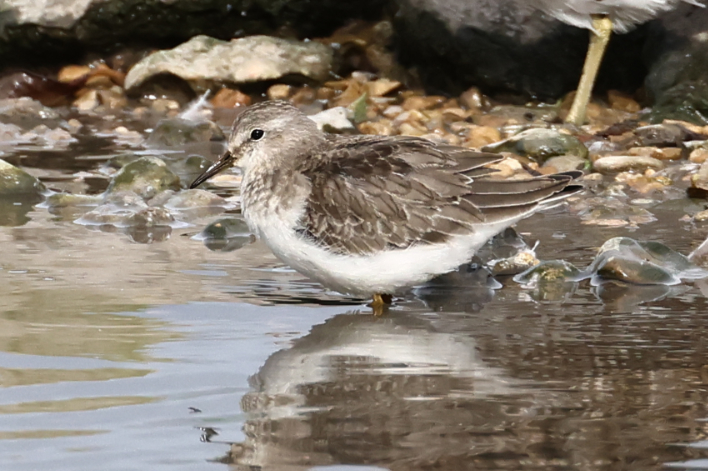 Temminck's Stint