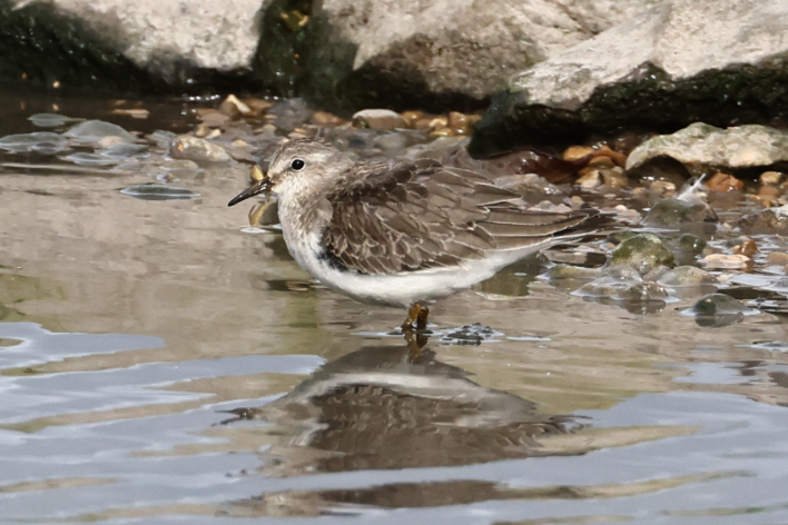 Temminck's Stint