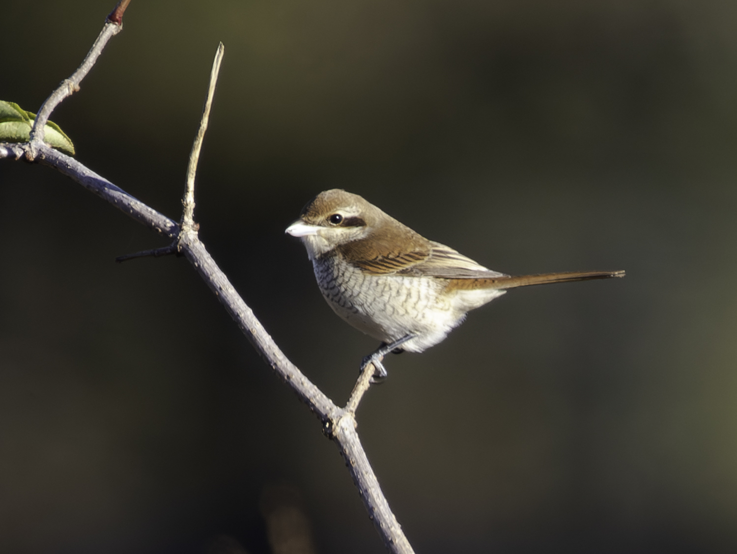 Brown Shrike