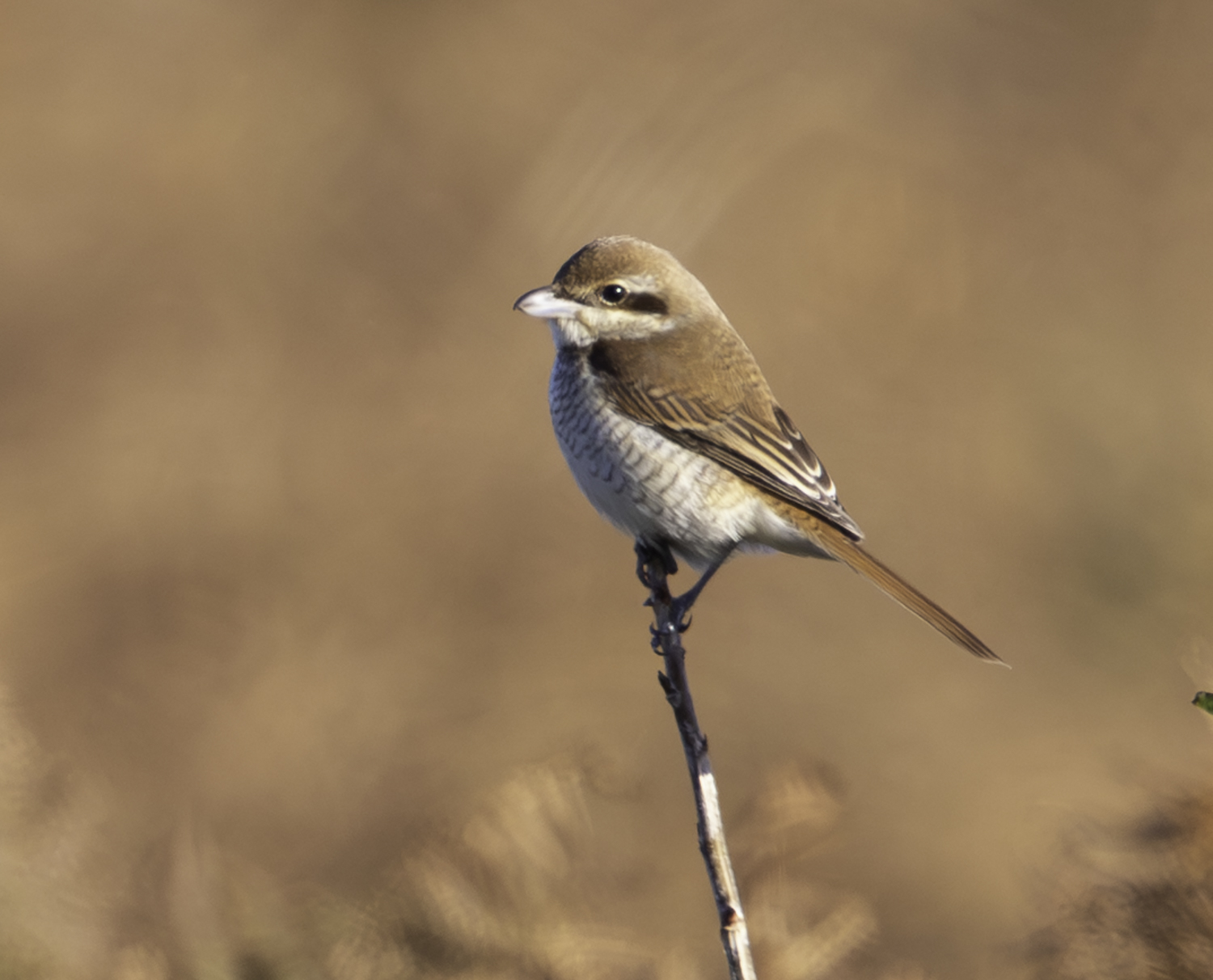 Brown Shrike