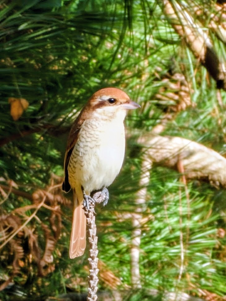 Brown Shrike