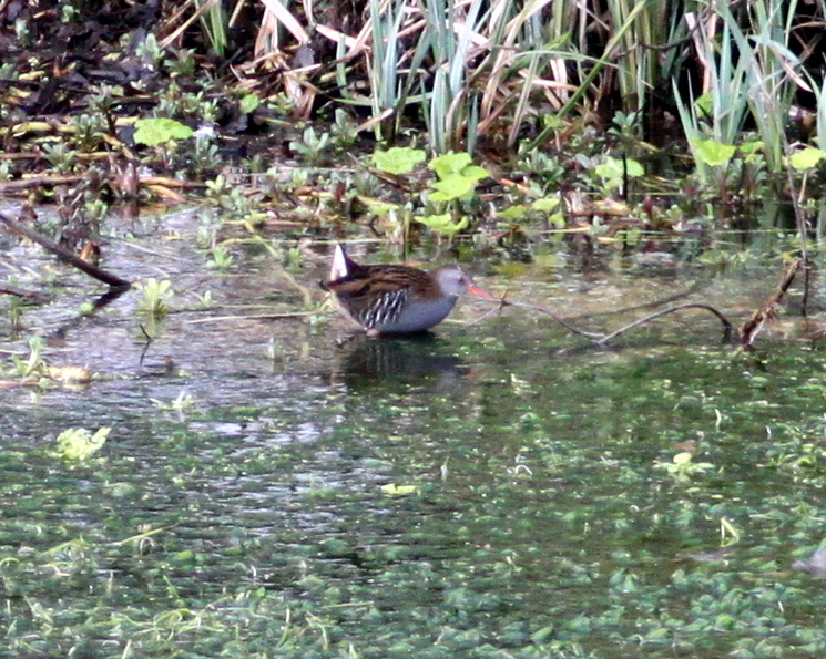 Water Rail