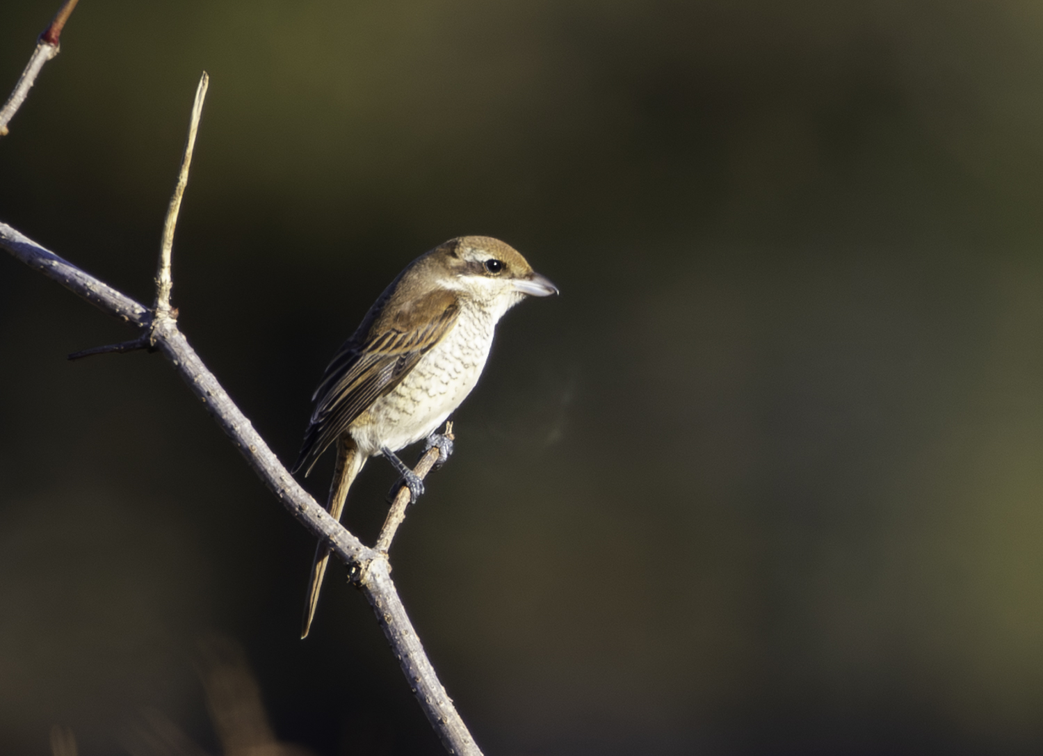 Brown Shrike
