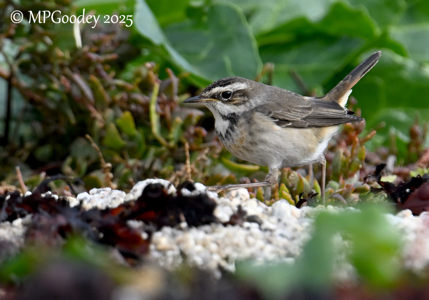 Bluethroat