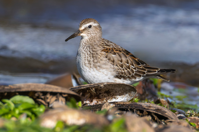 White-rumped Sandpiper