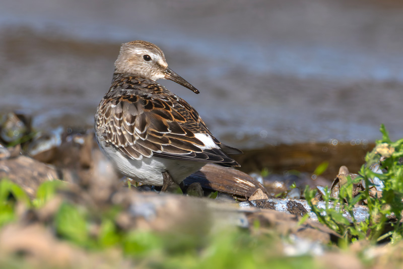 White-rumped Sandpiper