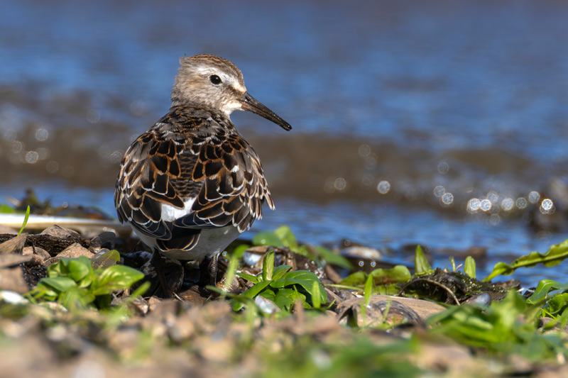 White-rumped Sandpiper