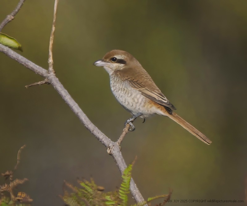 Brown Shrike