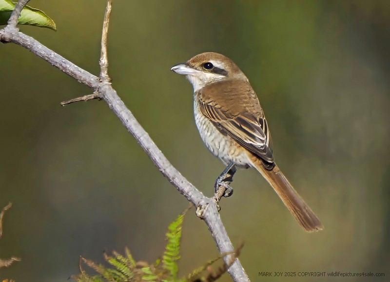 Brown Shrike