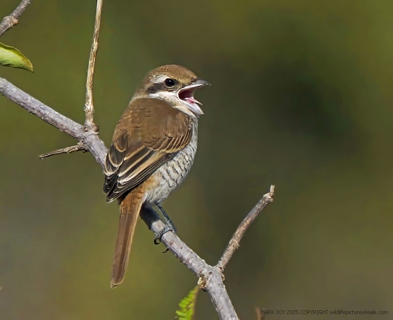 Brown Shrike