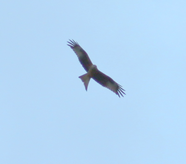 Red Kite