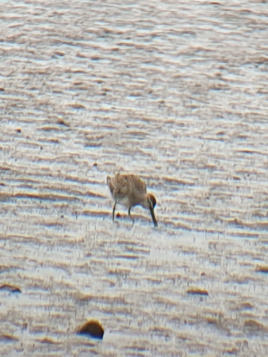 Long-billed Dowitcher