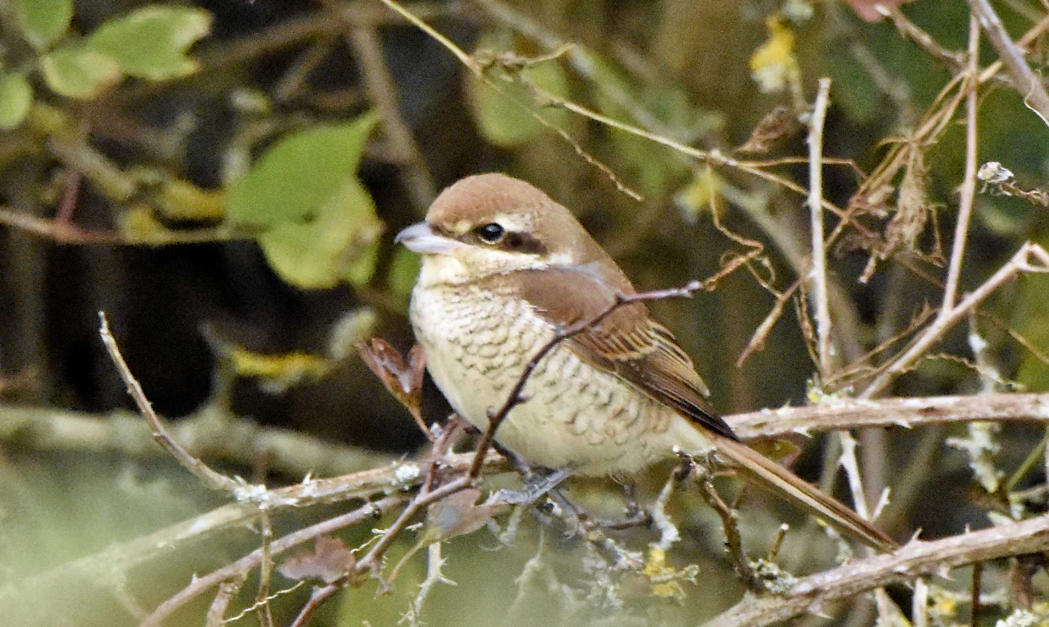 Brown Shrike