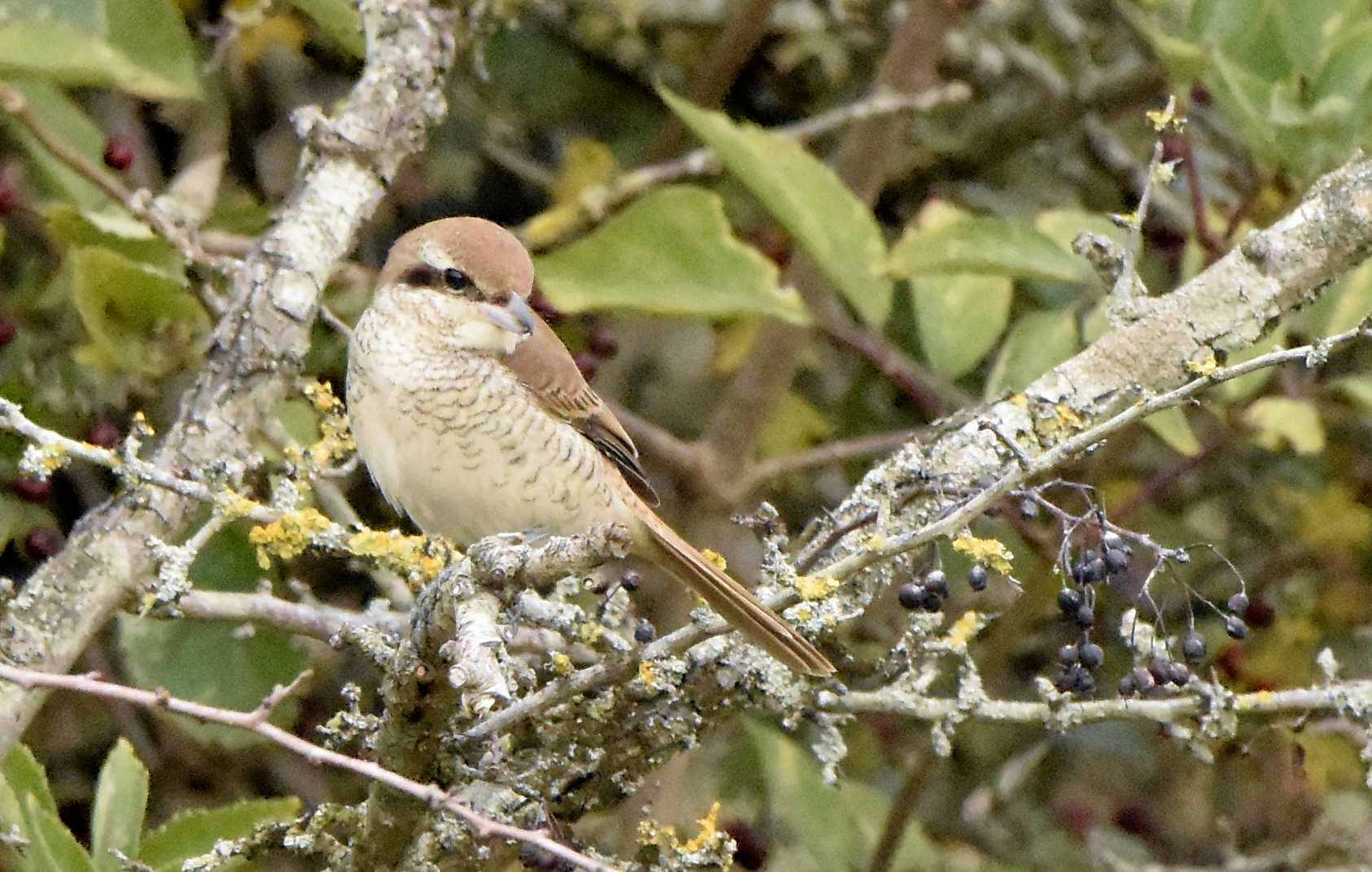 Brown Shrike