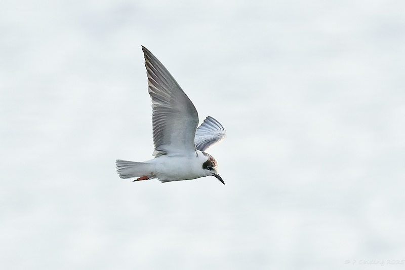 White-winged Black Tern
