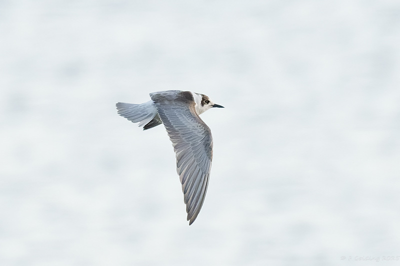White-winged Black Tern