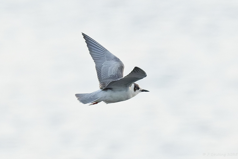 White-winged Black Tern