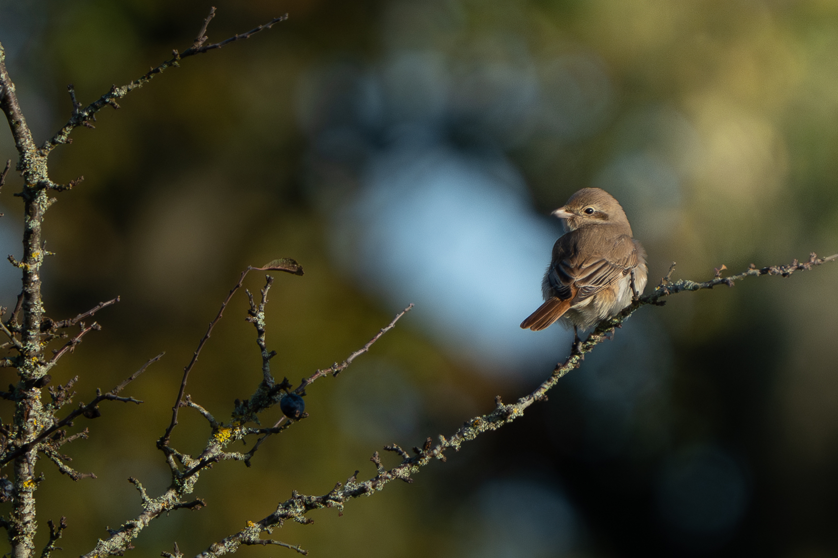 Isabelline Shrike sp
