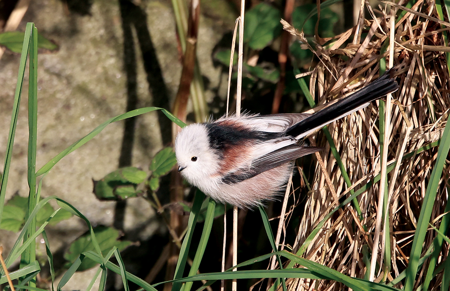 Northern Long-tailed Tit