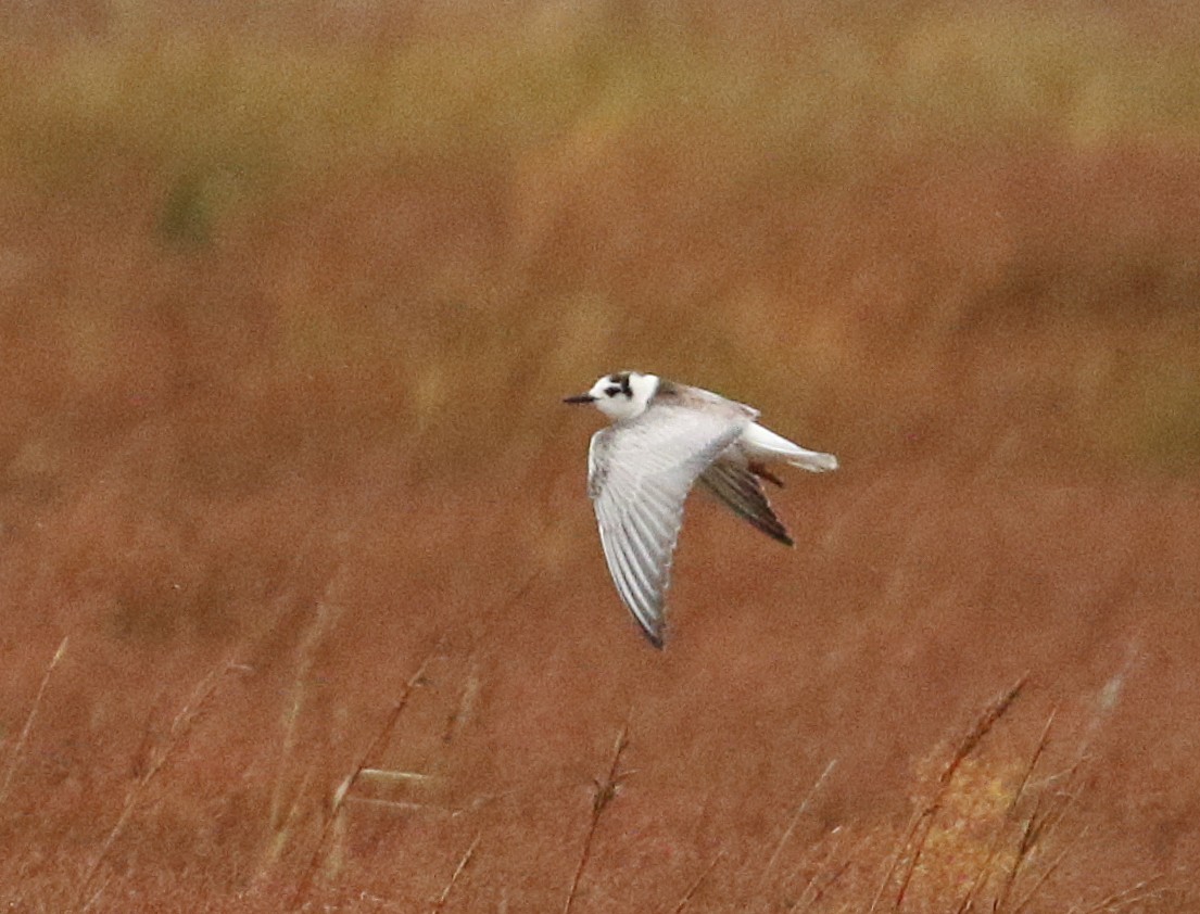White-winged Black Tern