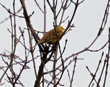 Yellowhammer