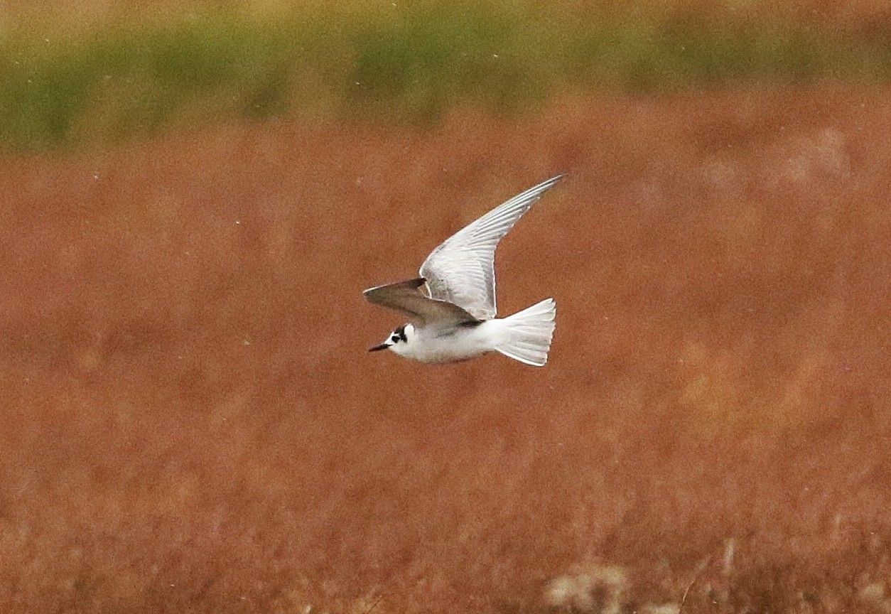 White-winged Black Tern