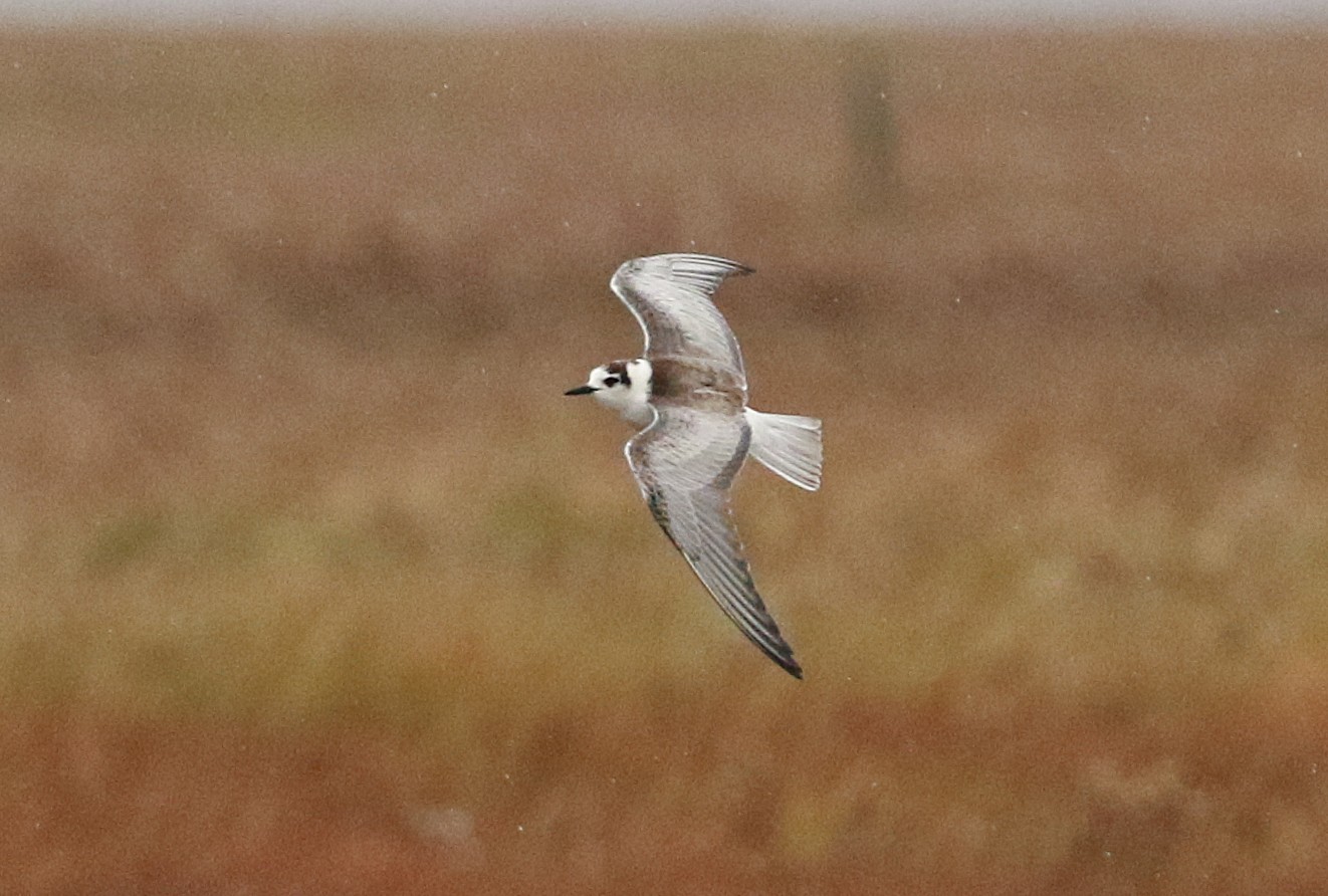 White-winged Black Tern