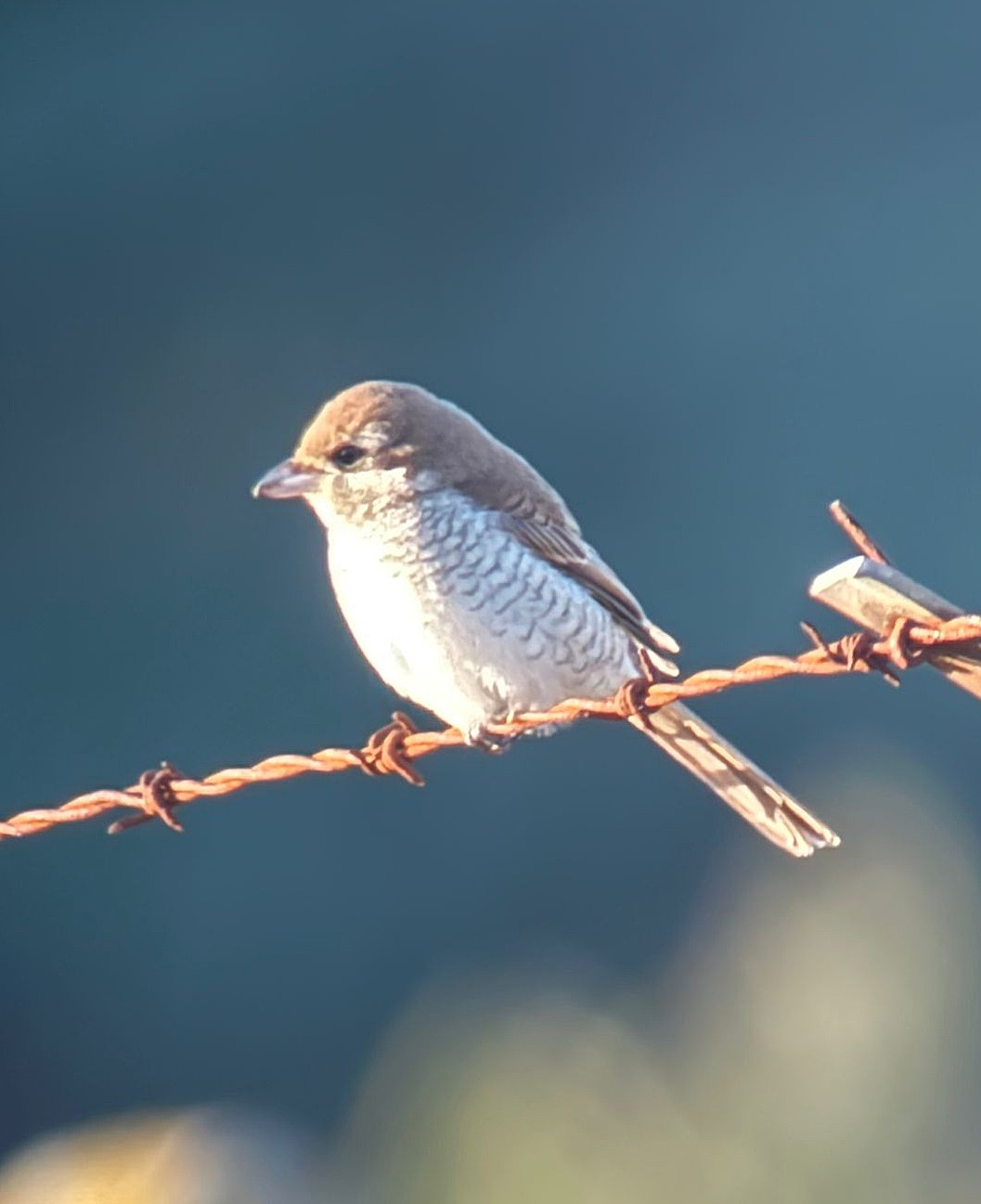 Brown Shrike